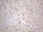 TCEAL1 Antibody in Immunohistochemistry (Paraffin) (IHC (P))