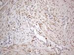 TCEAL1 Antibody in Immunohistochemistry (Paraffin) (IHC (P))