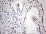 TCEAL1 Antibody in Immunohistochemistry (Paraffin) (IHC (P))