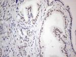 TCEAL1 Antibody in Immunohistochemistry (Paraffin) (IHC (P))