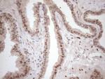 TCEAL1 Antibody in Immunohistochemistry (Paraffin) (IHC (P))