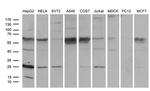 TCEANC2 Antibody in Western Blot (WB)