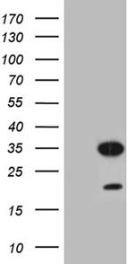 TCEANC2 Antibody in Western Blot (WB)