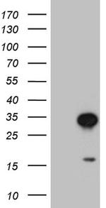 TCEANC2 Antibody in Western Blot (WB)