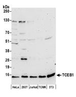 TCEB1 Antibody in Western Blot (WB)