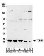 TCEB2 Antibody in Western Blot (WB)