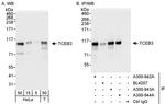 TCEB3 Antibody in Western Blot (WB)