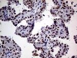 TCF12 Antibody in Immunohistochemistry (Paraffin) (IHC (P))