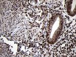 TCF12 Antibody in Immunohistochemistry (Paraffin) (IHC (P))