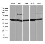 TCF12 Antibody in Western Blot (WB)