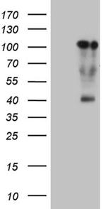 TCF12 Antibody in Western Blot (WB)