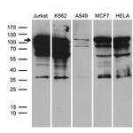 TCF12 Antibody in Western Blot (WB)