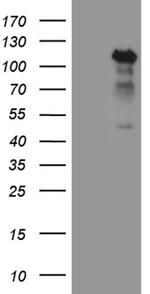 TCF12 Antibody in Western Blot (WB)