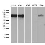 TCF12 Antibody in Western Blot (WB)