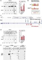 TCF12 Antibody in Western Blot (WB)