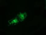 TCP11L2 Antibody in Immunocytochemistry (ICC/IF)