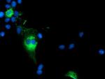 TCP11L2 Antibody in Immunocytochemistry (ICC/IF)