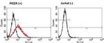 TCR gamma/delta Antibody