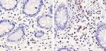 TRAC Antibody in Immunohistochemistry (Paraffin) (IHC (P))