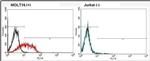 TCR V alpha 2 Antibody