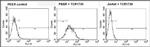 TCR V delta 1 Antibody