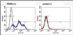 TCR V alpha 12.1 Antibody