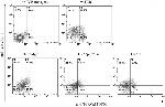 TCR V alpha 12.1 Antibody in Flow Cytometry (Flow)