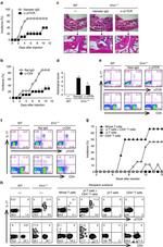 TCR gamma/delta Antibody in Flow Cytometry (Flow)