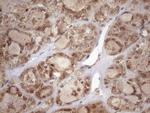 TDG Antibody in Immunohistochemistry (Paraffin) (IHC (P))