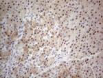 TDG Antibody in Immunohistochemistry (Paraffin) (IHC (P))