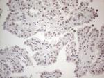 TDG Antibody in Immunohistochemistry (Paraffin) (IHC (P))