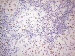 TDG Antibody in Immunohistochemistry (Paraffin) (IHC (P))