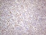 TDG Antibody in Immunohistochemistry (Paraffin) (IHC (P))