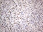 TDG Antibody in Immunohistochemistry (Paraffin) (IHC (P))