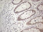 TDG Antibody in Immunohistochemistry (Paraffin) (IHC (P))