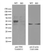 TDG Antibody in Western Blot (WB)