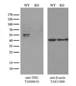 TDG Antibody in Western Blot (WB)