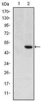 Cripto Antibody in Western Blot (WB)