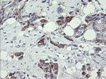 TDO2 Antibody in Immunohistochemistry (Paraffin) (IHC (P))