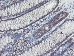 TDO2 Antibody in Immunohistochemistry (Paraffin) (IHC (P))