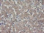 TDO2 Antibody in Immunohistochemistry (Paraffin) (IHC (P))