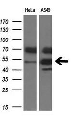 TDO2 Antibody in Western Blot (WB)