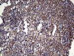 TET1 Antibody in Immunohistochemistry (Paraffin) (IHC (P))