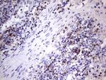 TET3 Antibody in Immunohistochemistry (Paraffin) (IHC (P))