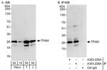 TFAM Antibody in Western Blot (WB)