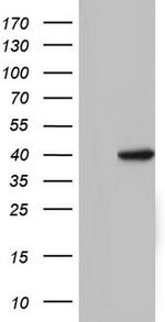 TFB1M Antibody in Western Blot (WB)