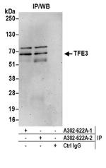 TFE3 Antibody in Western Blot (WB)