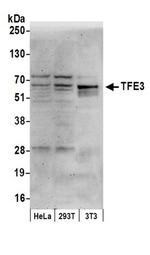 TFE3 Antibody in Western Blot (WB)