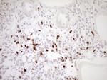 TFPI Antibody in Immunohistochemistry (Paraffin) (IHC (P))