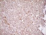 TFPI Antibody in Immunohistochemistry (Paraffin) (IHC (P))